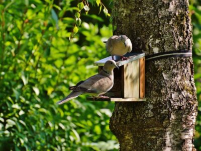 Backyard Bird Feeding