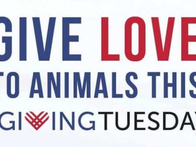 Humane Society of Elmore County Survives on Donations; Consider Them for Giving Tuesday Dec. 3