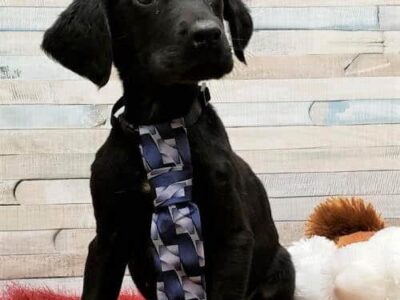 HSEC Pet of the Week: Meet Patrick! Super Loving Boy Who is Waiting for a Forever Home