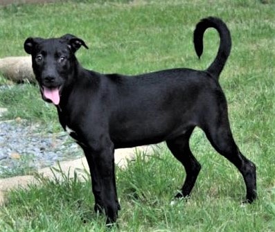 HSEC Pet of the Week: Meet Lucy! Playful, Good with Other Dogs, She needs Home for the Holidays