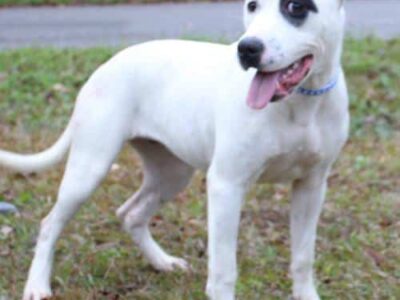 PAHS Pet of the Week: Meet Dottie! Beautiful, Frisky Girl Waiting for a New Family to Love