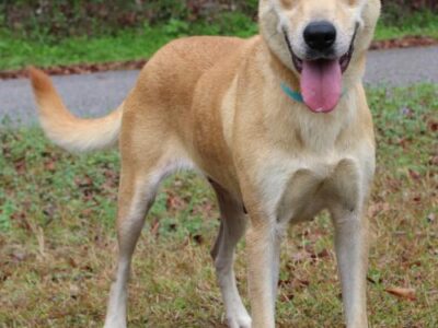 PAHS Pet of the Week: Meet ReeRee! Adorable Ears, Gorgeous Face and a Friendly Girl