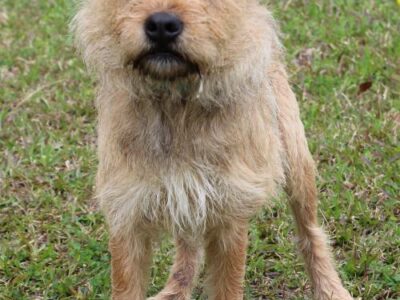 PAHS Pet of the Week: Meet Maddie! Friendly, Sweet and Fine with Other dogs, children