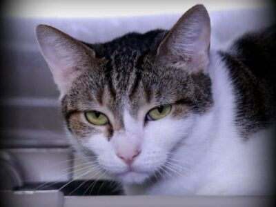 HSEC Pet of the Week: Meet Sassy! Great for Shop or Barn, Likes to do her Own Thing