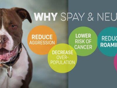 Alabama Animal Alliance Spay/Neuter Clinic Announces Esther’s Fund Assistance Available