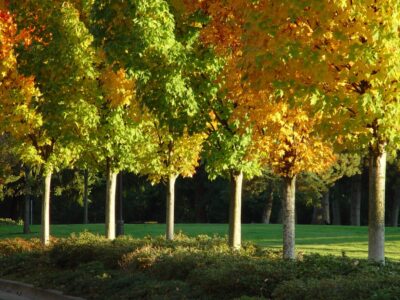 FREE Urban Forestry Certification Class to be Held at Legacy Park March 3-5 sponsored by FSC