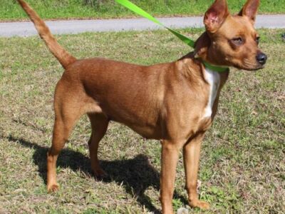 PAHS Pet of the Week: Meet Leah! Terrier Mix has Beautiful Sparkling Brown Eyes, and is Very Affectionate