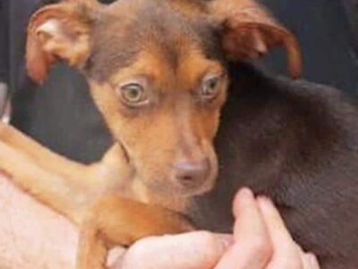 Meet Duke: Featured Pet of the Week from PAHS