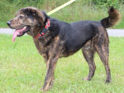 Meet Baron-PAHS featured pet of the week