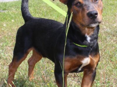 PAHS featured pet this week is Flash, such a sweet cutie!