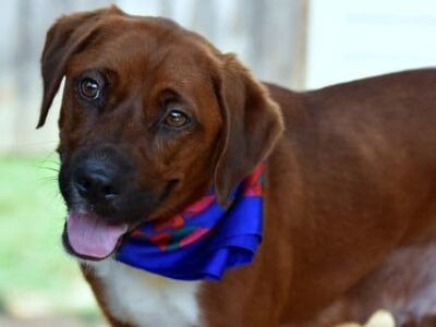 Humane Society of Elmore County Pet of the Week – Reesie