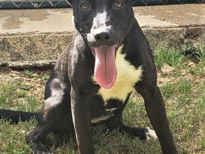 HSEC Pet of the Week; Veronica