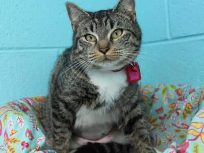 Meet Yoko, a precious young cat