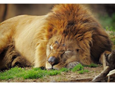 Montgomery Zoo Scheduled to Reopen Friday May 15