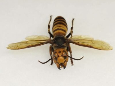 Asian Hornets? Murder Hornets? Not in Alabama