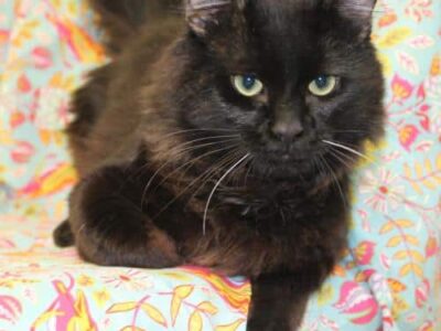 June is Adopt a Shelter Cat month, and PAHS Has Many To Choose From; Meet Cobern!