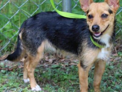 PAHS Pet of the Week: Meet Elena! Very friendly and Affectionate, but Will Need Some Training