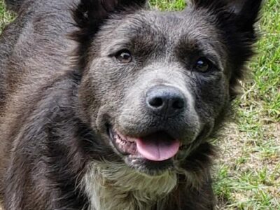 HSEC Pet of the Week: Meet Nala! A Happy, Free Spirit Kind of Girl, She Will Need a Good fence and Loves to Play Fetch