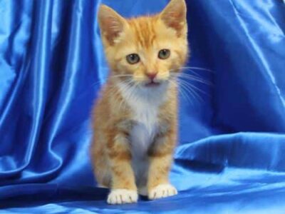PAHS Pet Of The Week: Meet Tabasco! He Can Be Sour, Then He Can be Sweet and is a Shelter Favorite