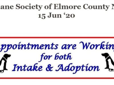 News from Humane Society of Elmore County: Appointments for Adoption Are Working at Shelter