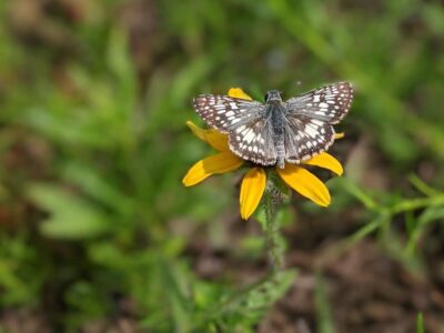 The Pollinator Field is in Full Bloom at the Alabama Nature Center & NaturePlex in Millbrook! Come See True Natural Beauty