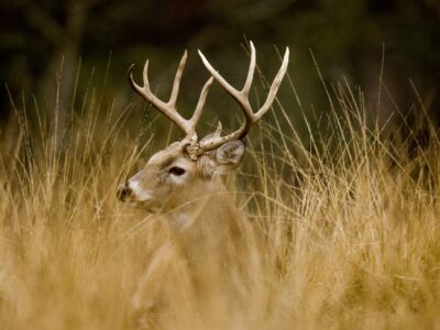 New Deer Zones, Early Dove Season and the Return of Sandhill Crane Hunting for 2020-2021