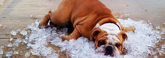 Humane Society of Elmore County News