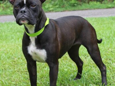 PAHS featured pet this week – Zoe