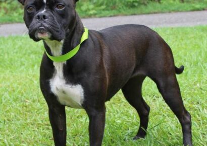PAHS featured pet this week – Zoe