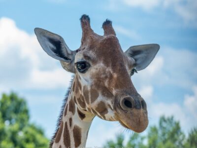 Montgomery Chamber Extends 2020 Military Appreciation Day at the Zoo to Three Days, Social Distancing Accommodated