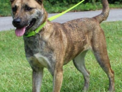 PAHS Pet of the Week: Meet Evelyn! Full of Love and Affection, She is Very Well-Behaved