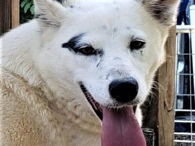 HSEC Pet of the Week: Meet Jessie! Loves to Snuggle, and Would Love a Spot on Your Bed