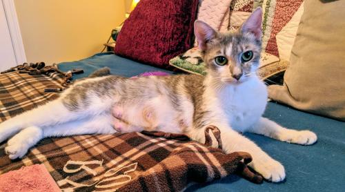 PAHS Pet of the Week: Meet Maude! Loves People and to Have Tummy Scratches