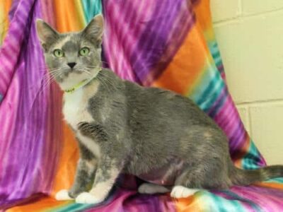 PAHS Featured Pet of the Week is a Beautiful Cat Named Satin