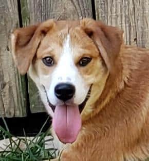 HSEC Pet of the Week: Meet Olympus! Love Toys, Treats and Good with Dogs and Cats