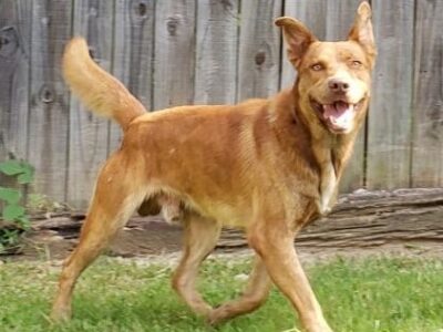 HSEC Pet of the Week: Meet Balto! Inquisitive Boy, Needs a Good Fence