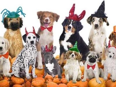 Halloween Can Be Risky for Pets; Avoid Access to Candy, Chocolate