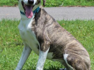 PAHS Pet of the Week: Meet Maggie! Greyhound Mix, a Pretty Girl and Sweetheart of a Dog