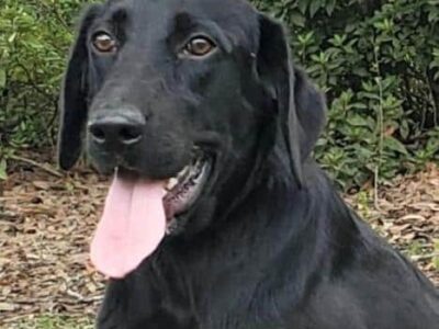 HSEC Pet of the Week – Meet Motley: Lots of Energy to Burn Like a Big, Goofy Teenager