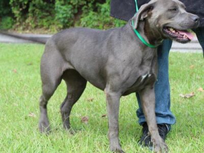 PAHS Pet of the Week: Meet Precious! Friendly, Good with Older Kids, Big Dogs