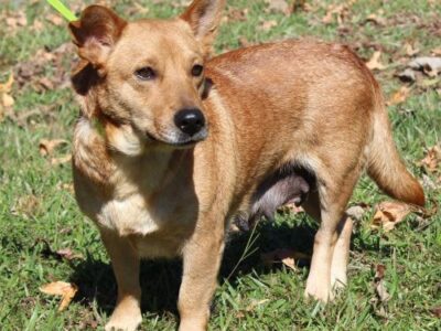 PAHS Pet of the Week: Meet Ginger! Recovered Now after Being Hit By Car