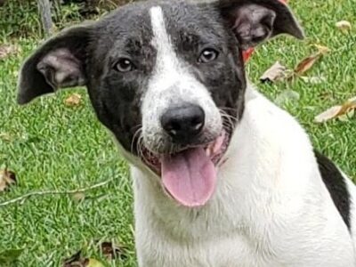 HSEC Pet of the Week: Meet Kim! Happy, Loving and Loves to Play