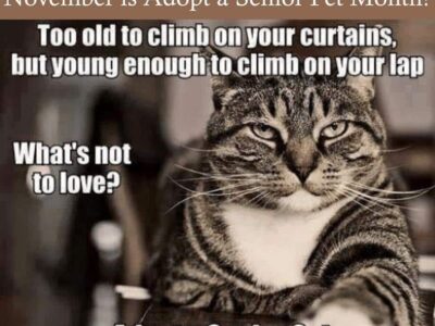 Old Pets Need Love, Too: November is Adopt a Senior Pet Month