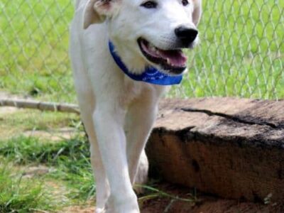 HSEC Pet of the Week: Meet Thomas; Laid-back, Friendly and Good with Dogs or Cats