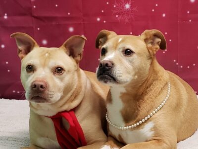 HSEC Pets of the Week: Bonded Pair Courtney and Cade Need a Home for Christmas