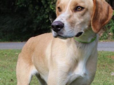 PAHS Pet of the Week! Meet Flash: Lab/Bird Dog Mix is Well Behaved, Leash Trained