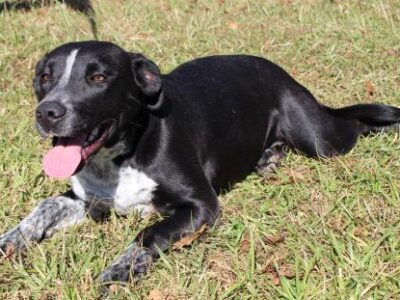 PAHS Pet of the Week: Meet Tansy! Friendly, Affectionate and Loving