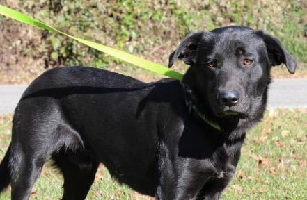 PAHS Pet of the Week: Thunder! Gorgeous with Soulful Eyes, Waiting for a Home