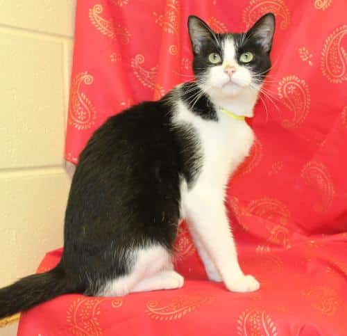 Autauga County Pet of the Week- Eleanor