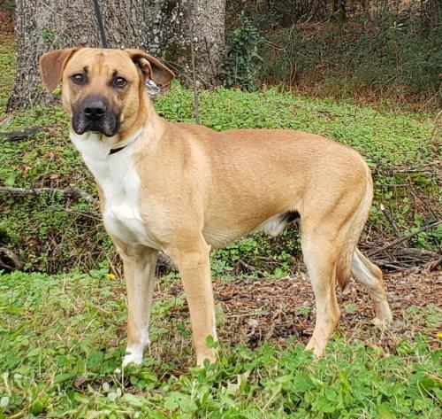 Elmore County Pet of the Week – Hound
